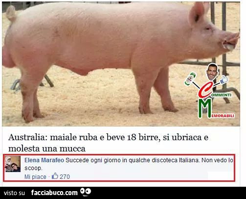 Australia: maiale ruba e beve 18 birre, si ubriaca e molesta una mucca. Succede ogni giorno in qualche discoteca italiana non vedo lo scoop