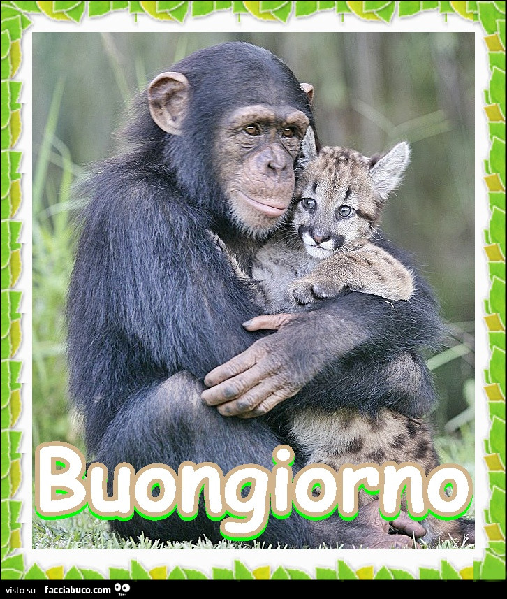Scimmia abbraccia ghepardo. Buongiorno