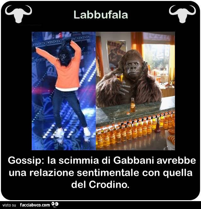 Gossip: la scimmia di Gabbani avrebbe una relazione sentimentale con quella del Crodino