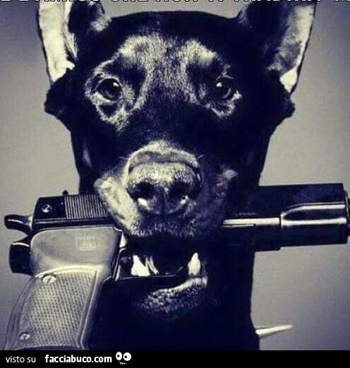 Cane con pistola in bocca
