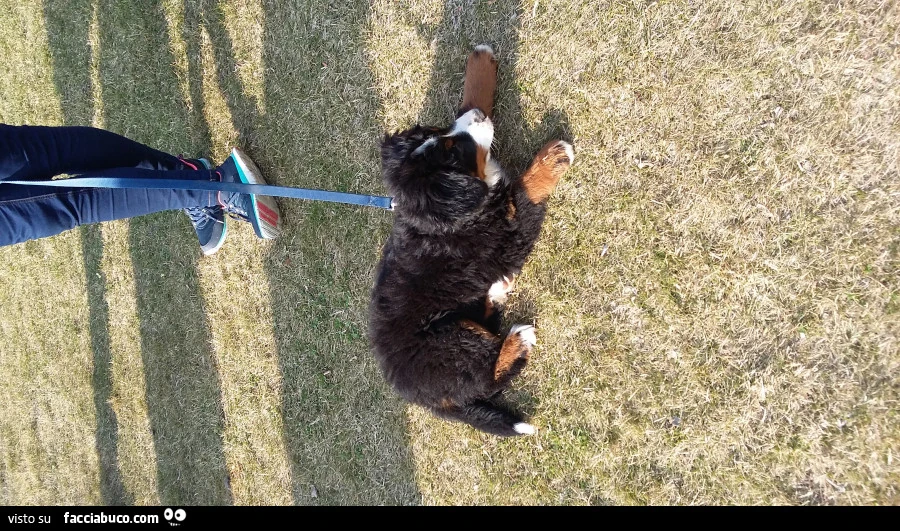Il cane di MattoVeronese