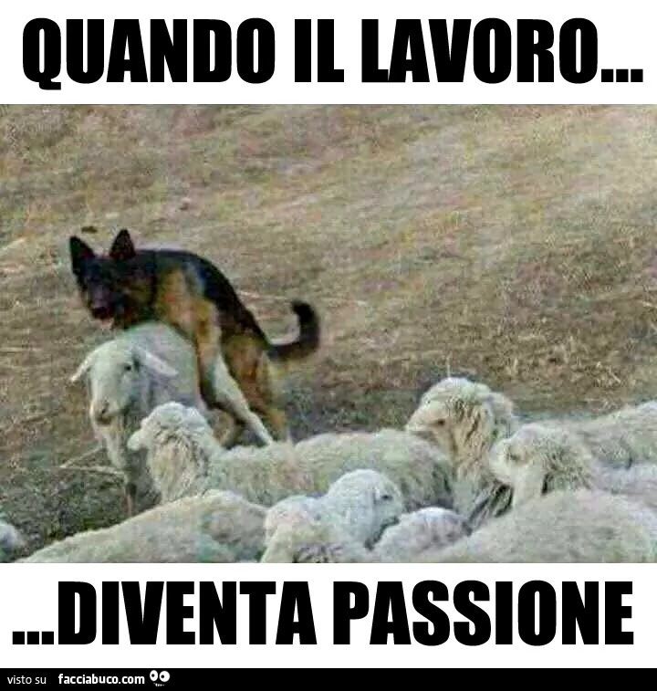Il cane monta la pecora. Quando il lavoro diventa passione