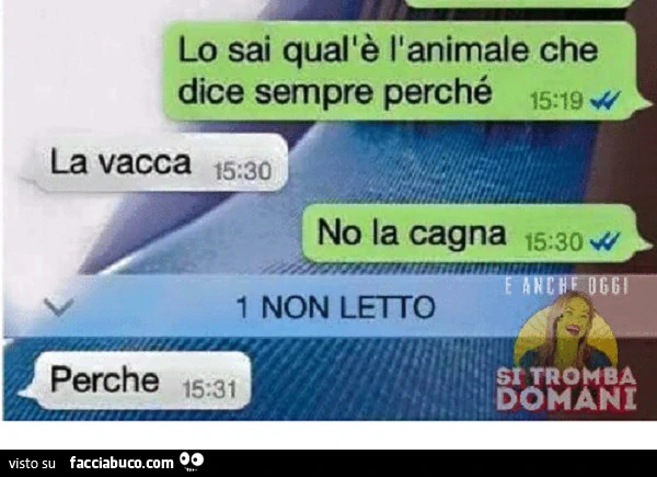 Lo sai qual'è l'animale che dice sempre perché? La vacca. No la cagna. Perchè?