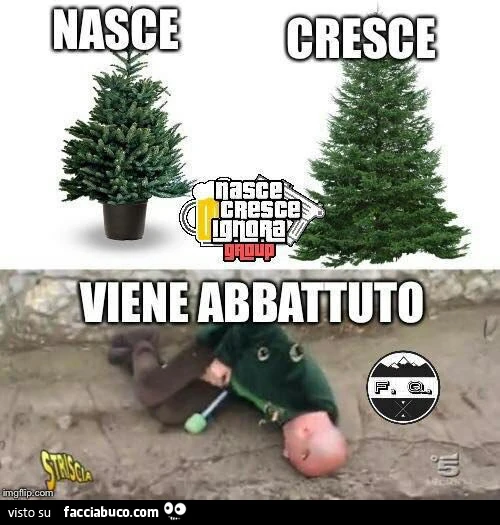 Pino Abete. Nasce, cresce, viene abbattuto