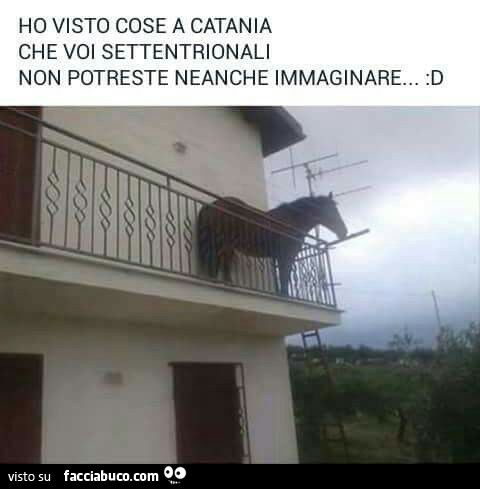 Cavallo in balcone. Ho visto cose a Catania che voi settentrionali non potreste neanche immaginare