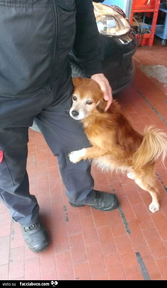 Il dolce cagnolino di Limoncino