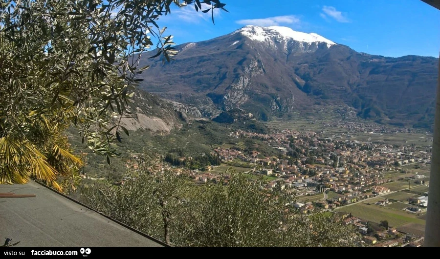 Vaccata