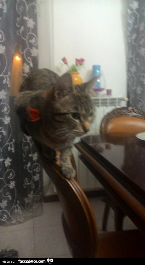 Rocky, il gatto di Niko