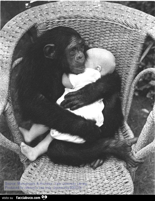 Scimmia abbraccia bimbo neonato