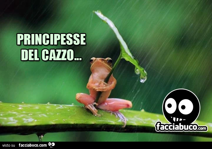 Ranocchio sotto la pioggia. Principesse del cazzo