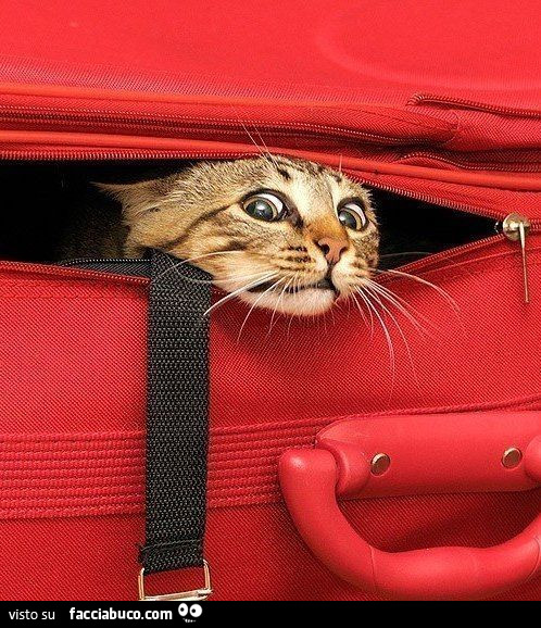Gatto sbuca dalla una valigia rossa