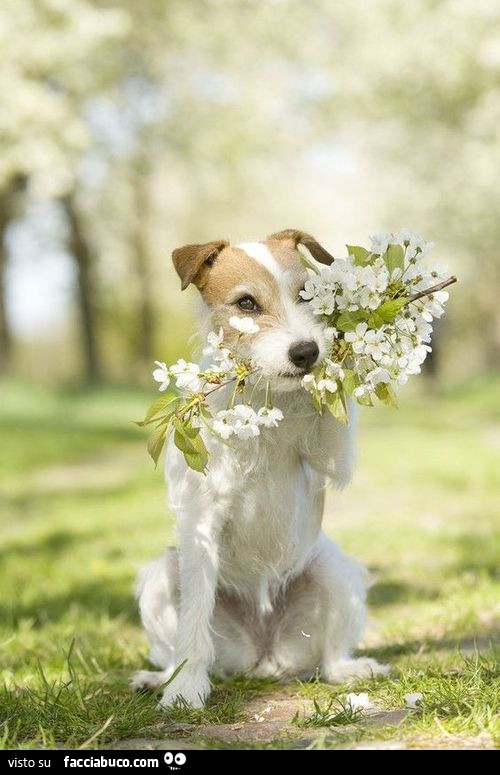 Cane con fiori bianchi in bocca
