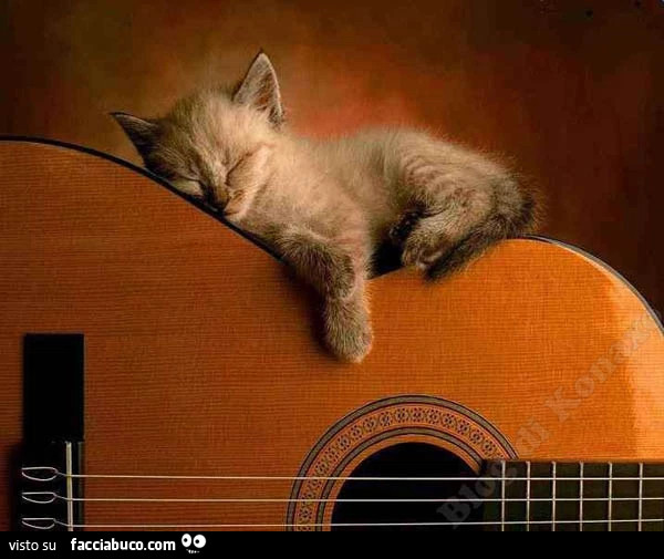 Gattino dorme sulla chitarra