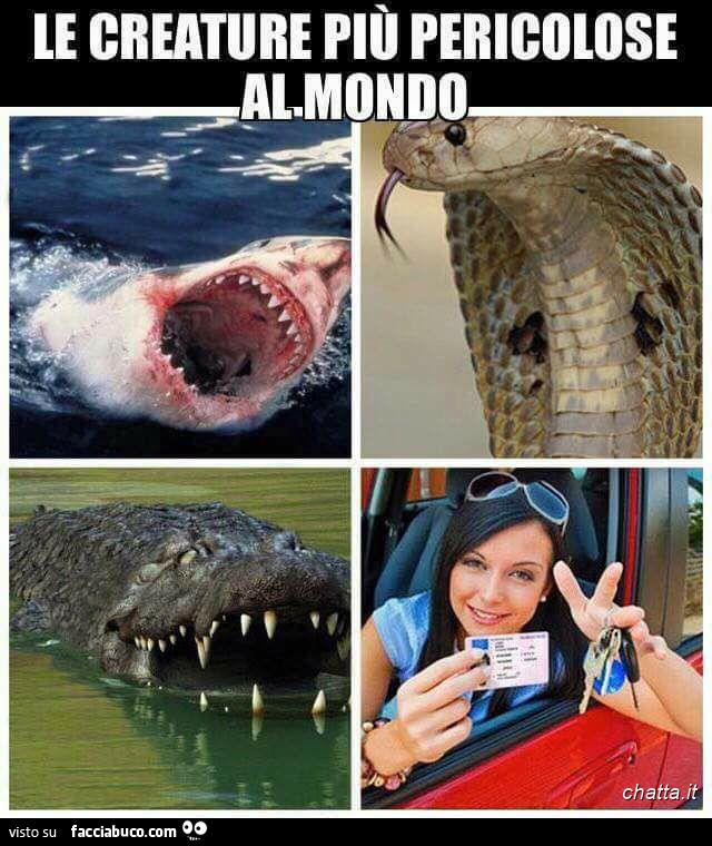 Le creature più pericolose al mondo. Squalo, serpente, coccodrillo, donna che ha appena preso la patente