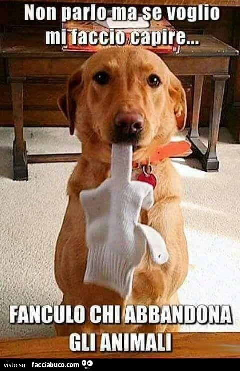 Non parlo ma se voglio mi faccio capire&hellip; fanculo chi abbandona gli animali