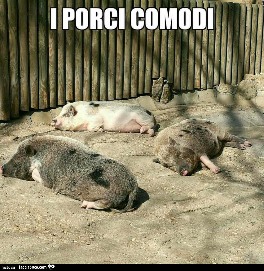 I porci comodi