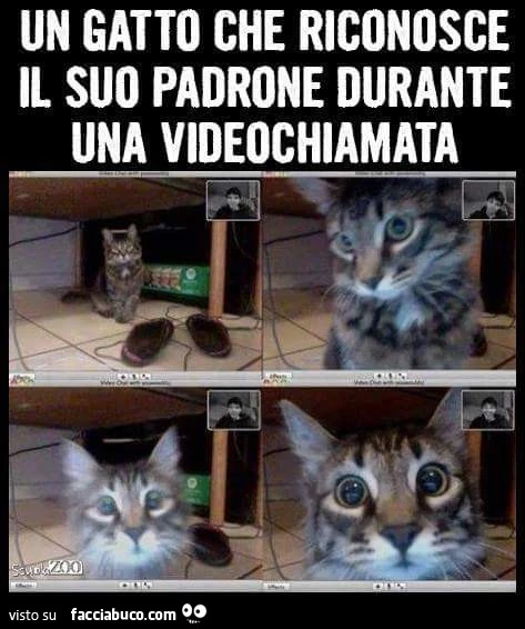 Un gatto che riconosce il suo padrone durante una videochiamata