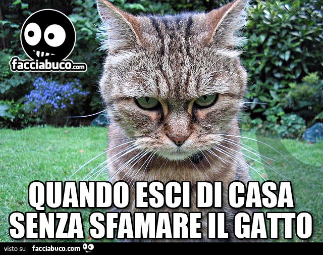 Quando esci di casa senza sfamare il gatto