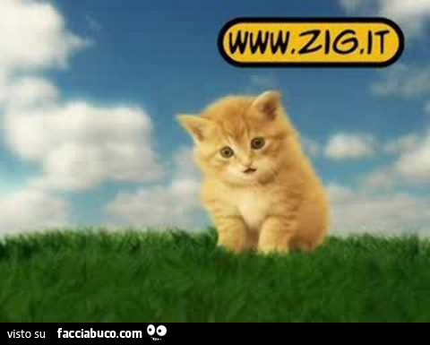 Virgola il gattino