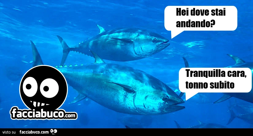 Tra tonni. Hei dove stai andando? Tranquilla cara, tonno subito