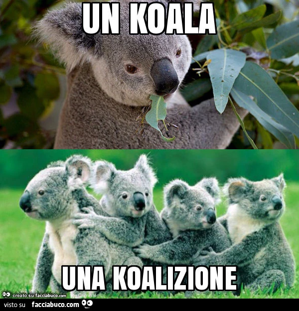 Un koala una koalizione