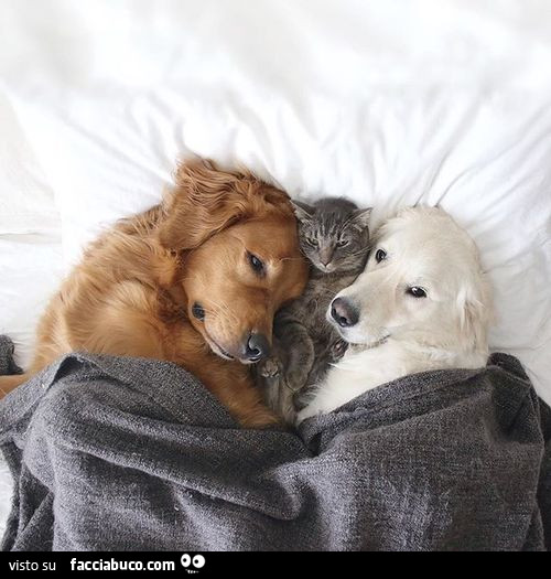 Gatto a letto con due cani