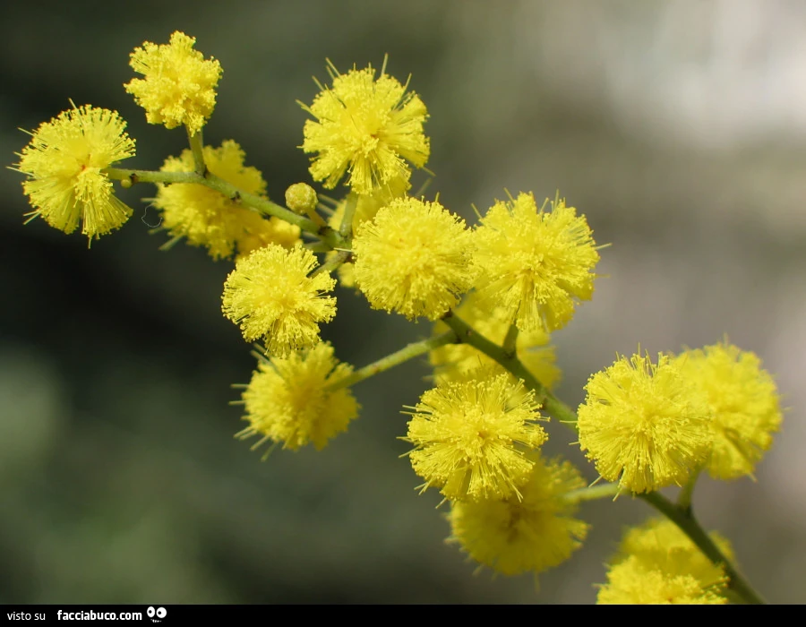 Rametto di mimose