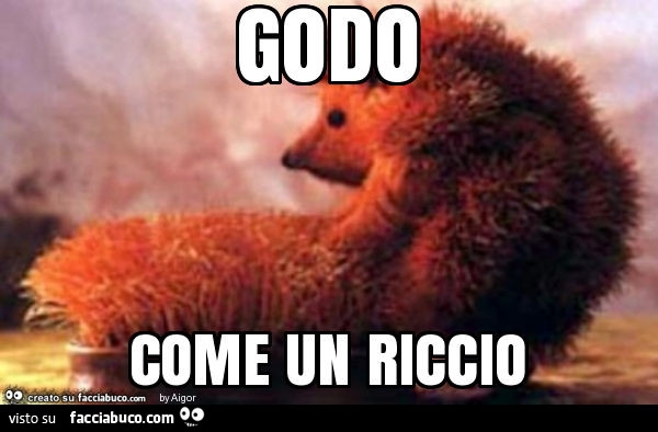 Godo come un riccio