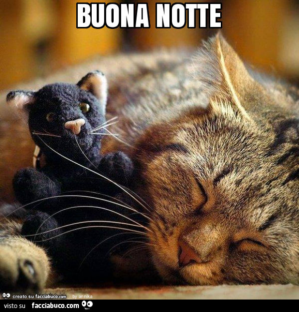 Gatto dorme col peluche. Buona notte