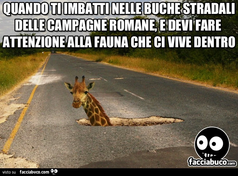 Quando ti imbatti nelle buche stradali delle campagne romane, e devi fare attenzione alla fauna che ci vive dentro