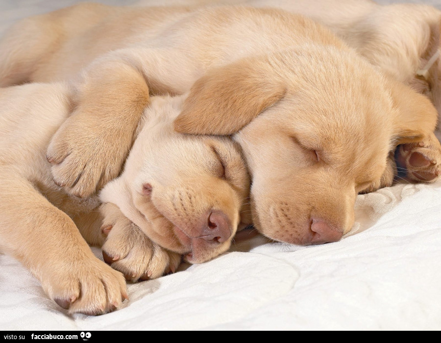 Cagnolini Che Dormono Abbracciati Facciabuco Com