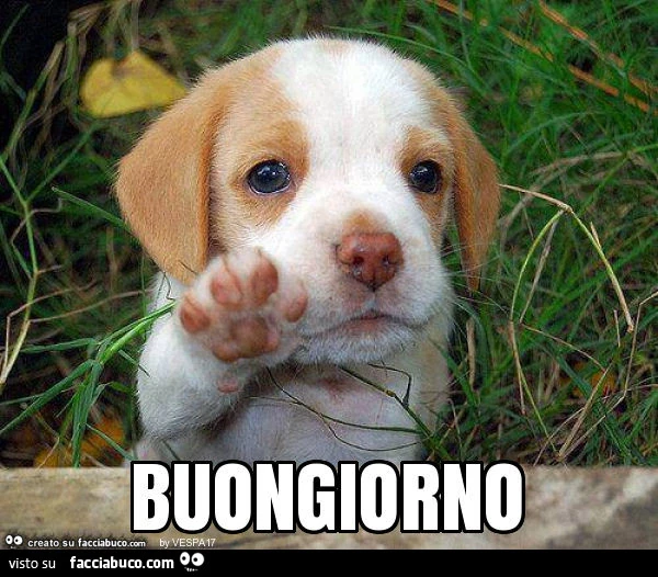 Tenero cagnolino con la zampetta alzata. Buongiorno