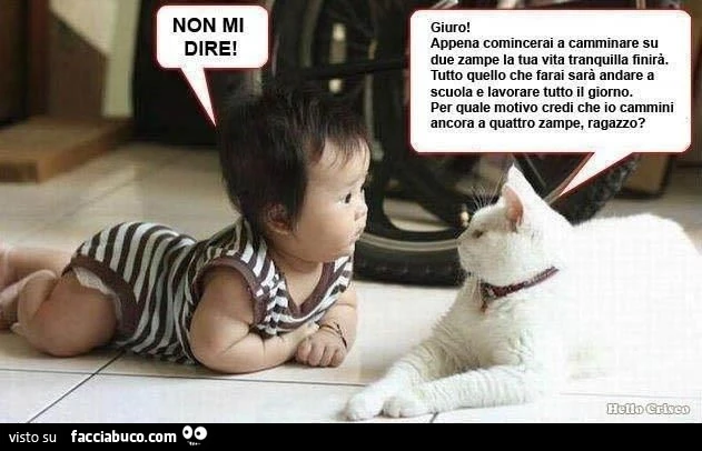 Non mi dire! Giuro! Appena comincerai a camminare su due zampe la tua vita tranquilla finirà
